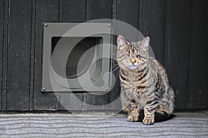 Blind domestic cat sitting in front of a cat flip.