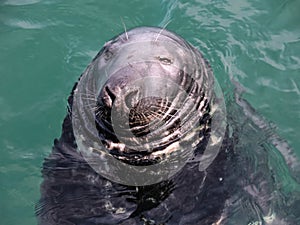 Blind grey seal is waiting for fish.