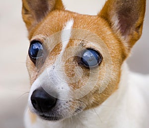 Blind jack russell terrier dog