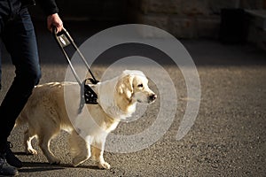 Blind man with cane and guide dog walking on pavement in town