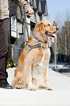 Blind man and a guide dog