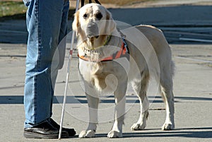 Ciego hombre a su el perro 