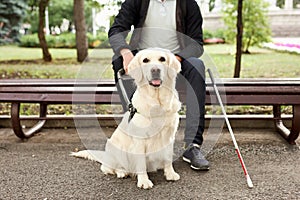 Blind man stroke his helpful dog guide