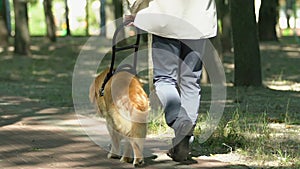 Blind man walking in park with guide dog assistance for visual impairment people