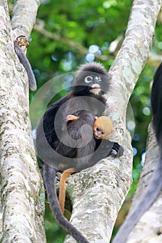 A blind mother of Dusky leaf monkey, dusky langur carries a yellow baby on a tree