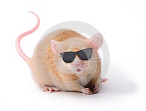 Blind Mouse Glasses Sunglasses