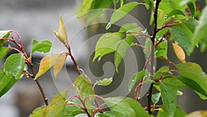 Blind or mushroom rain and the sun on branches and leaves of tree apricot close up view. Warm rain in summer or spring