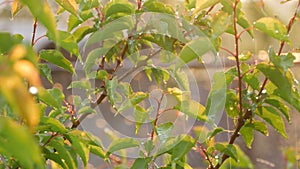 Blind or mushroom rain and the sun on branches and leaves of tree apricot close up view. Warm rain in summer or spring