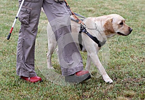 Blind person walking with her guide dog