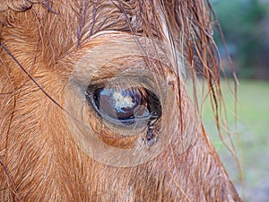 Blind ponny with monthly or moon blindness