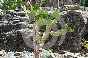 Blind Prickly Pear - Opuntia Rufida