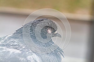 Blind sick bird pigeon with an eyesore close up