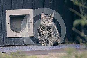 Blind tabby cat sitting in front of a doggie door and looking away.