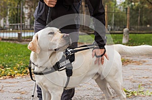 Blind woman in the company of a guide dog walking along a city park
