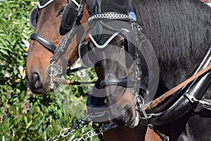 Blinders on Parade horses at a Parish fair