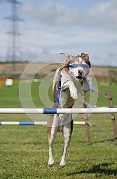 Blindfolded Dog Agility Jump