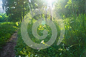 Blinding radiant sunlight through fresh lush greenery of summer forest.