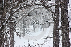 Blinding Snowstorm with Old Gnarled Trees