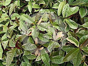 Blindness tree plant in the garden