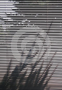 Blinds and tree shadow