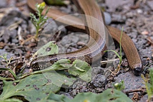 Blindschleiche (Anguis fragilis