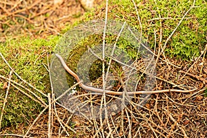 Blindworm Anguis fragilis