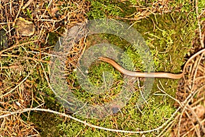 Blindworm Anguis fragilis