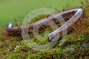 Blindworm -Anguis fragilis- on ground photo
