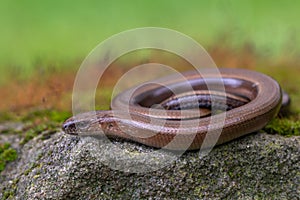 Blindworm -Anguis fragilis- on ground photo