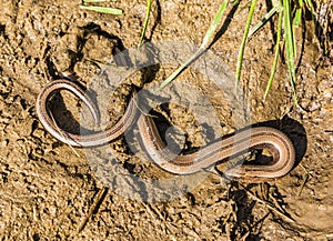 The blindworm Anguis fragilis lizard partly buried in the mud in the wild