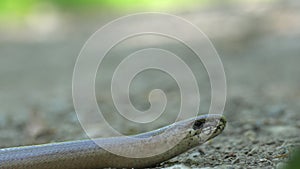 A blindworm on a hiking path in the forest