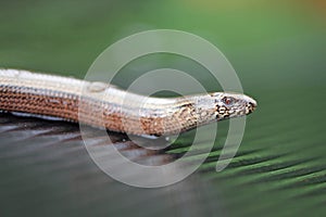 Blindworm macro on wood