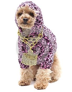 Bling Bling Poodle