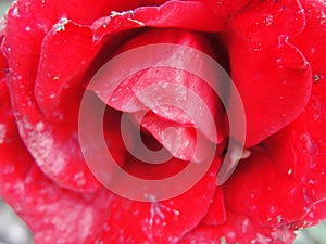 Blir. Closeup of opened flower scarlet red tea rose macro photo