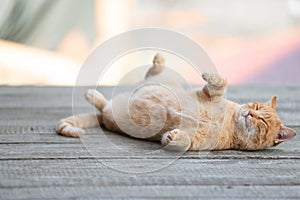 Blissful Feline Dreams Cat Ginger