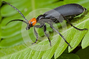 Blister beetle