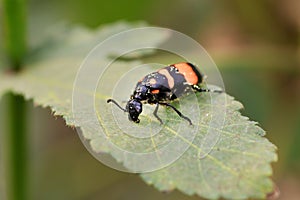 Blister beetle