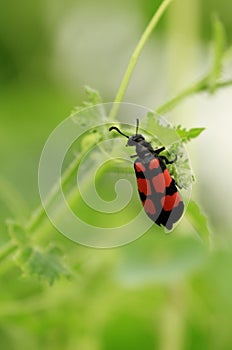 A blister beetle in Bharatpur NP, Rajasthan, India photo