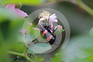Blister beetle (Hycleus polymorphus) perched on a flower