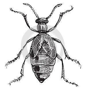 Blister Beetle or Meloe spp