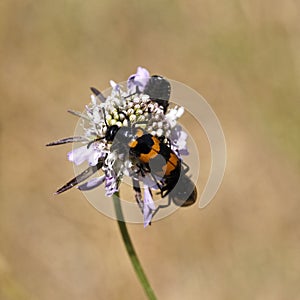 Blister beetle, Oil beetle from Europe