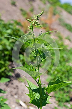 Blitum bonus-henricus, Chenopodium bonus-henricus, Good-king-Henry, Chenopodiaceae. Wild plant shot in summer
