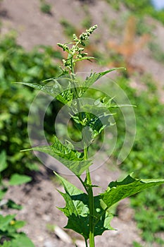 Blitum bonus-henricus, Chenopodium bonus-henricus, Good-king-Henry, Chenopodiaceae. Wild plant shot in summer