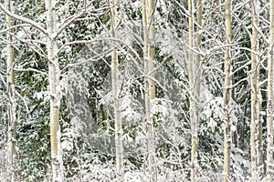 Blizzard Aspen Clone - Tree Trunks after Snowstorm