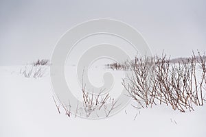 Blizzard on a beach of the Pacific ocean