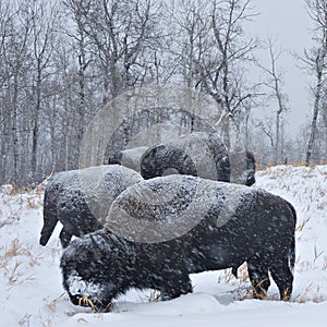 Blizzard Bison photo