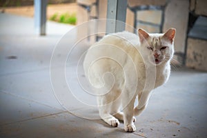 Blizzard Brawl: The White Cat's Angry Standoff