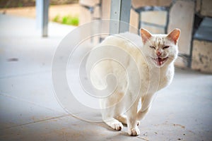 Blizzard Brawl: The White Cat's Angry Standoff