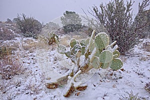 Blizzard in Chino Valley AZ