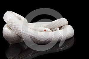 Blizzard Corn Snake